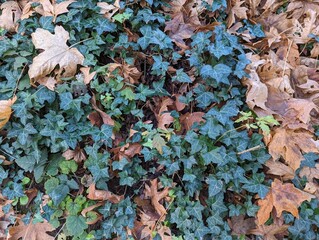 leaves litter on the ground in fall
