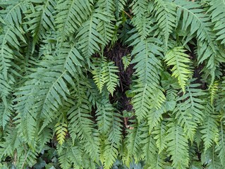 Fototapeta na wymiar Closeup of green fern leaves in the forest