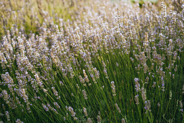 Close up picture of wild flowers. Nature, green meadow, sunny day outdoors, nature background. Green grass, lawn, ecology concept. Lets save our planet.