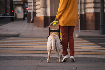 A blind girl with her guide dog Labrador crosses the road at a pedestrian crossing in the city...
