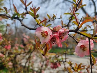 cherry blossom