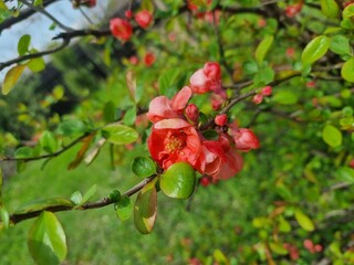 Red cherry branch flowers in spring time
