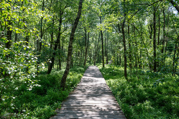 A Birch forest with wooden path in red bog
