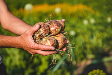 A man farmer harvests onions in his garden. Selective focus.
