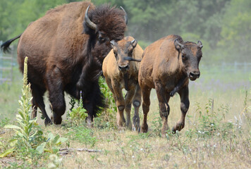 Summer Closeup Of North American Bison Bull And Calves Swiftly Moving Thru Grassy Field