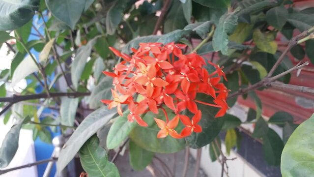 A bunch of red Ixora flowers sway in the wind