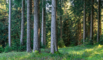 Panorama of Natural Forest, Spruce Trees in the warm light of the morning sun