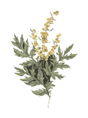 Vintage Floral watercolor painting illustration