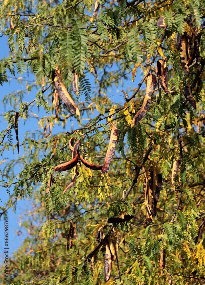 Wall mural acacia tree with husks and seeds at autumn 