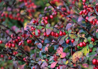 red fruits of berberis vulgaris bush at autumn