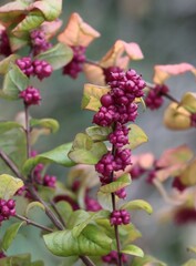 purple small berries of Symphoricarpos orbiculatus bush at autumn
