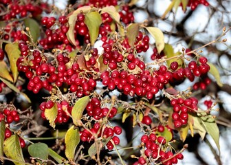red,tasty fruits of cornus nas fruit tree