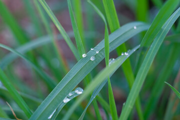 Wonderful play of colours with small drops of water in the sun. Close-up taken in the sunshine in the meadow.