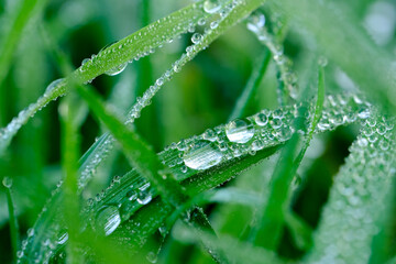 Wonderful play of colours with small drops of water in the sun. Close-up taken in the sunshine in the meadow.