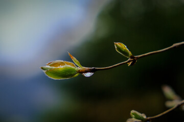 Wonderful play of colours with small drops of water in the sun. Close-up taken in the sunshine in the meadow.