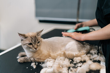 Front view of unrecognizable professional hairdresser conducts grooming of cat by shearing hair...