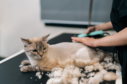 Front view of unrecognizable professional hairdresser conducts grooming of cat by shearing hair with electric clipper. Female groomer machine shaves off hair of cat, making it bald.