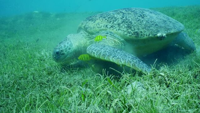 Close-up of Great Green Sea Turtle, Chelonia mydas accompanied by group of Golden Trevally fish, Gnathanodon speciosus eats seagrass on sunny day, Slow motion, Camera moving forwards