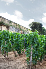 Fototapeta na wymiar Vineyards in Saint Emilion French village