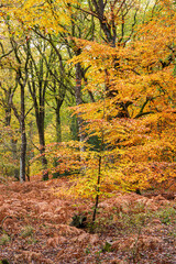 Autumn colours in the Royal Forest of Dean - Nature in autumn - Mixed beech & oak woodland near Parkend, Gloucestershire, England UK