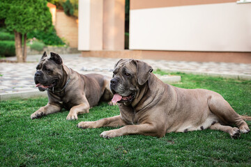 Cane Corso portrait. Two Cane Corso lie on the lawn. on open air. Large dog breeds. Italian dog Cane Corso. The courageous look of a dog. Cropped ears. formentino color.