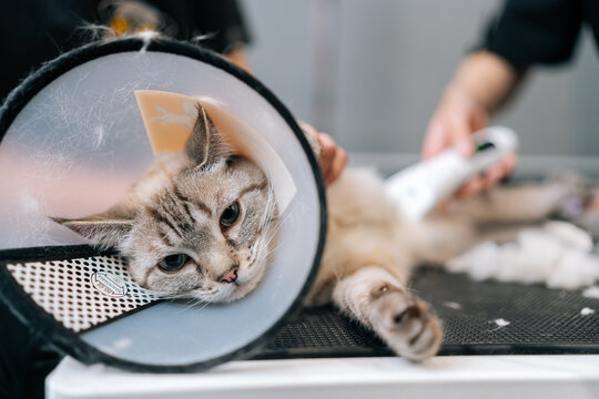 Close-up muzzle of scared domestic cat having shaving procedure in animal salon, looking at camera. Professional female groomer cutting fur of cute pet in protective veterinary collar around neck.