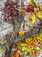 Vine grapes with colorful leaves in autumn