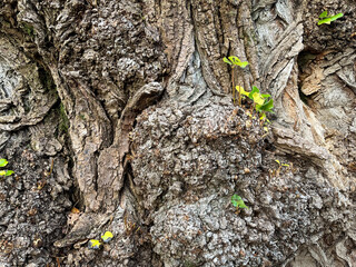 Closeup of faboulous bark of gigantic oak tree