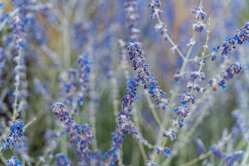 Obraz premium Lavender ears , natural delicate natural background