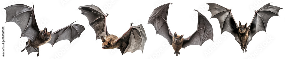 Wall mural set of a flying bats is cut out on a transparent background. mockup of a bats with spread wings in p