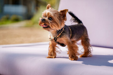 Cute Yorkshire terrier on a purple sofa outside