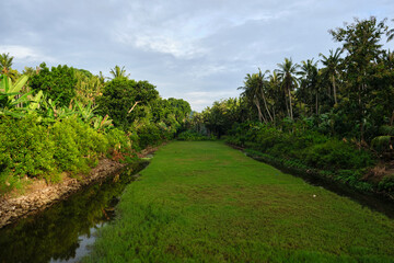 landscape with trees in indonesia