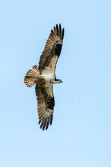 The underside of a flying osprey (Pandion haliaetus)  carrying nesting material against a clear blue sky in Maine, USA.