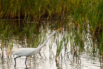 with its neck stretched straight out, a great white egret wades in shallow brackish tidal pool...