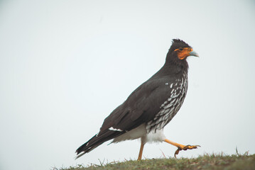 native avian species of bird endemic to the high Andean mountain cold weather high elevation ecosystem casually struts on ground with orange coloration around its face