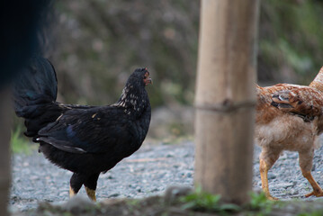 a roaster chicken with black plumage walks among others in the roost on a small subsistence farm village where it is raised for eggs and meat as part of the agrarian farming lifestyle