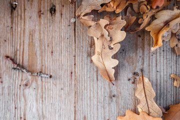 Wooden table background with autumn oak leaves