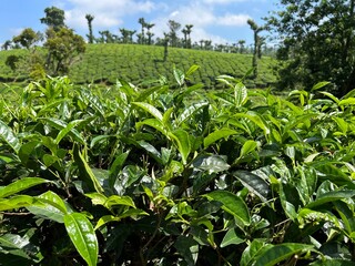 Tea plantation at sunrise time. Beautiful mountain landscape with Tea estate, blue sky and clouds.