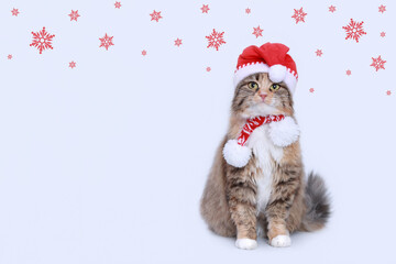 Cat wearing red Santa Claus hat. Christmas cat card. Santa's helper.  Beautiful Cat with Santa hat on white background. Happy New Year 2024. Celebration. Holiday concept. Copy space. Snowflakes