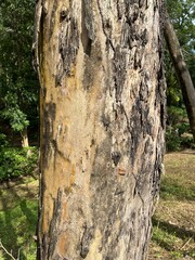 Trunk of a tree in a forest