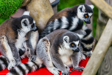Lemur catta close-up in natural habitat. Animal protection concept