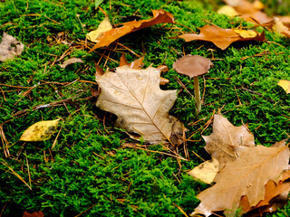 Beautiful plants in the sun. The beauty of nature can be found everywhere - plants so strong and beautiful captured in pictures forever.