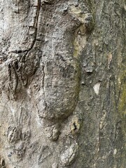 Bark pattern. For background wood work, Bark of brown hardwood, thick bark hardwood, residential house wood. nature, trunk, tree, bark, hardwood, trunk, tree, trunk