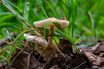 Two fresh mushrooms in the natural forest