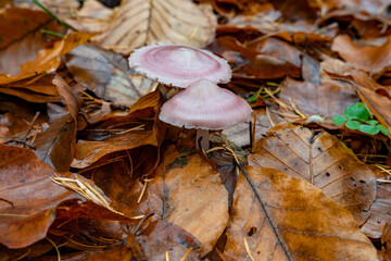 Two fresh mushrooms in the natural forest