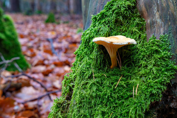 A single, lonely mushroom in the forest