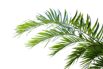 Tropical beach palm, coconut leaves Palm leaves sway in the breeze. Make space for text On a transparent background. Isolated.