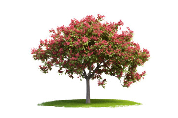 Fototapeta premium Isolated tree on transparent background. Isolated.