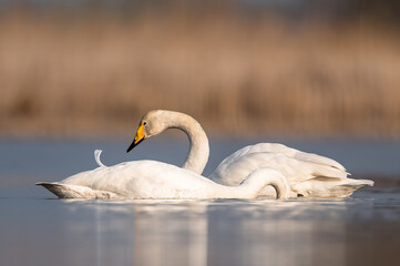 łabędź krzykliwy © Huerto
