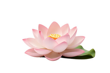 Beautiful pink lotus flower on transparent background. Isolated.